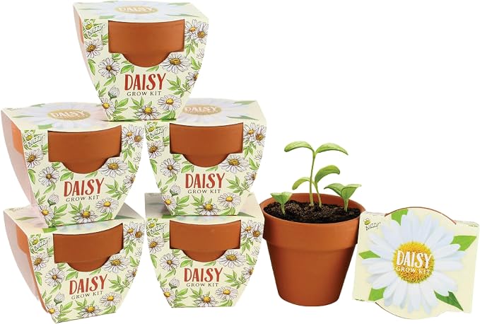 BUZZY Seeds Daisy Daydream Collection Grow Kit 6-Pack - Mini Terracotta Pot Grow Set - 100% Grow Guarantee