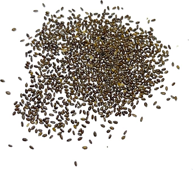 Seed Needs Lemon Mint Seeds to Plant Annual Heirloom Non-GMO Herbs 5 Packs