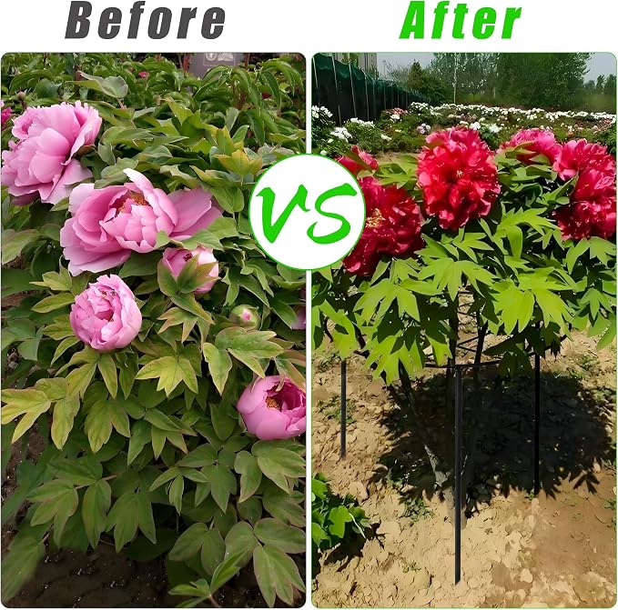 3 Pcs Large Peony Cages and Supports, 31.5"H x 12.6"D Grow Through Plant Support for Outdoor Plants, 7mm Stake Heavy Duty Metal Peonies Support Cage Peony Ring Plant Grid for Vegetables Roses Tomatoes