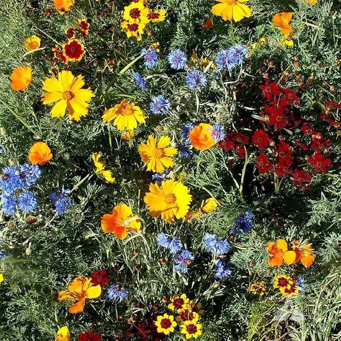 Outsidepride Low Growing Wildflower Seeds - 1 lb Dwarf, & Short, Diverse Perennial & Annual Wild Flower Seed Mix with Long Bloom Season for Colorful Display that Thrives on All States