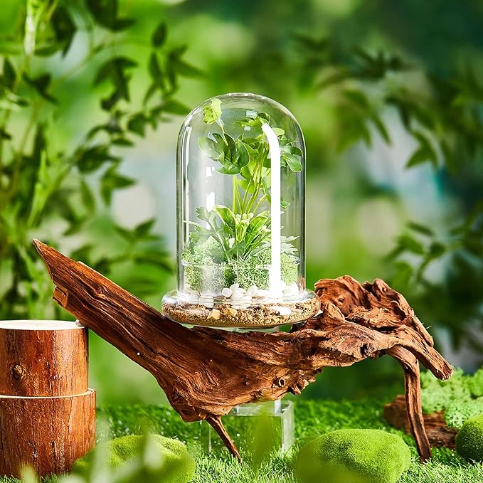 1 PC 5.9 x 7.9 Inch Glass Terrarium Dome Cloche with Air Hole & Glass Base, Clear Terrarium Containers Ventilated Plant Humidity Dome for Carnivorous Plants Orchids Tropical Cuttings, No Leakage