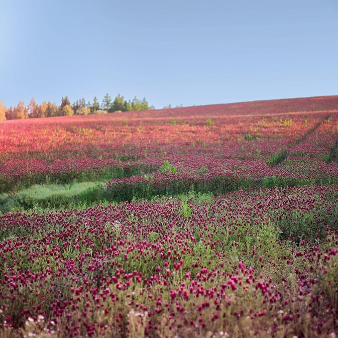 Mountain Valley Seed Co Crimson Clover Seed—25 Lb, 1,160,000 Seeds Non-GMO | Cover Crops, Pasture, Hay, Wildlife Forage, Pollinator Attraction & Green Manure – Legume for Planting