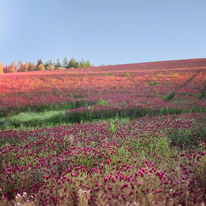 Mountain Valley Seed Co Crimson Clover 5 Lb Bulk (~232,000) for Cover Crops | Pasture, Hay, Wildlife Forage, Pollinator Attraction & Green Manure – Legume for Planting