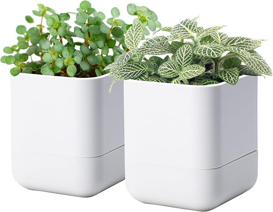 Phoenix Vine 4.5 Inch Wall Mounted Self-Watering Planter Pot for Indoor Houseplants and Herbs | Hanging Planter for Window Sills, Bathroom Walls, Home & Office Décor, White, Set of 2, 01-B-D-2