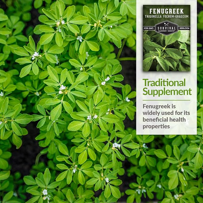 Fenugreek Seeds for Planting - Heirloom Methi Herb for Microgreens, Leaves, and Spice Seed Harvests - Non-GMO Garden Seed - Survival Garden Seeds (2 Packs)