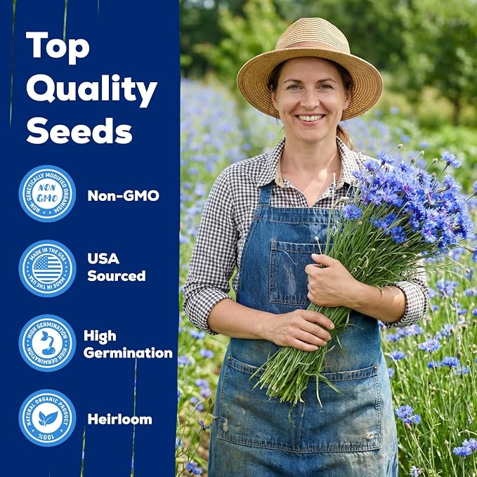 6000+ Cornflower Seeds Perennial for Planting – Blue Bachelor Button Seeds, Pollinator Friendly Flower Seeds for Outdoor Garden, Attract Bees & Butterflies