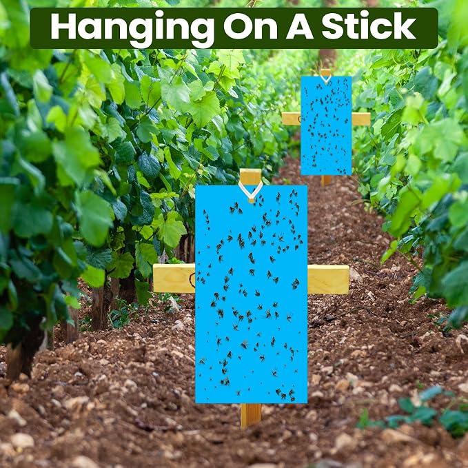 Qualirey 100 Pcs 7.87 x 3.9 Inch Blue Sticky Traps for Thrips Double Sided Sticky Trap for Gnats Plant,Thrips, Aphids, and Black Flies with Twist Ties,Indoor and Outdoor