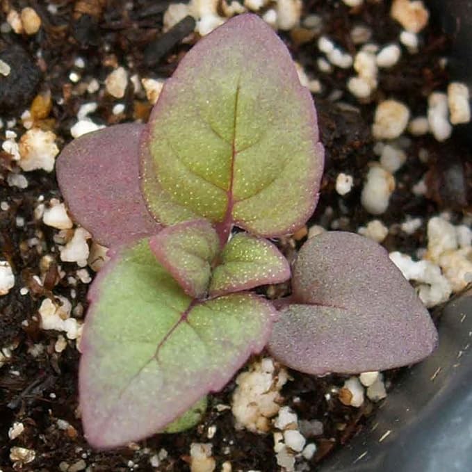 Seed Needs Wild Bee Balm Seeds to Plant Bergamot Perennial Flowers 1 Pack