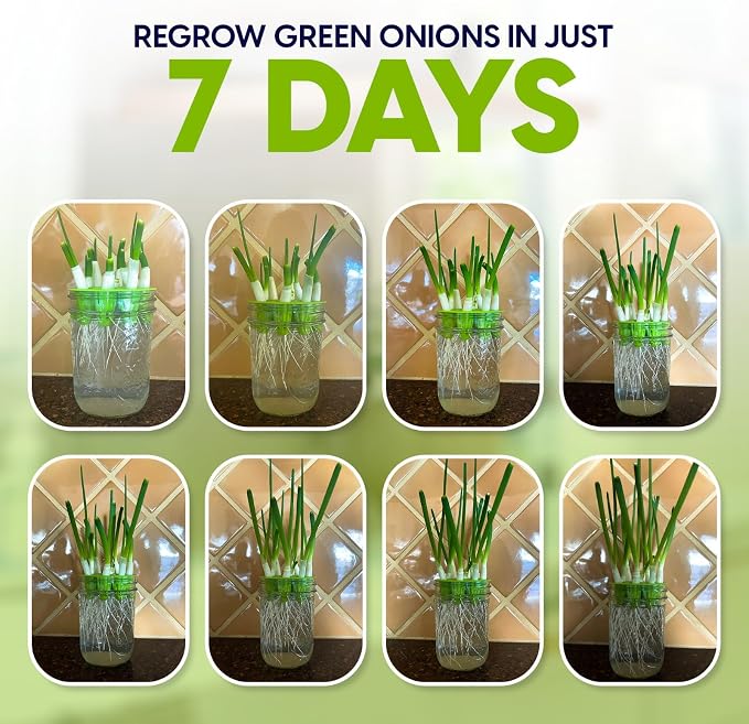 Sprouting Jar Kit - 2 Wide-Mouth Mason Jars with Stand and Sprout Lids | Green onion regrower, sprout lids and drain tray for growing broccoli, alfalfa and mung bean sprouts