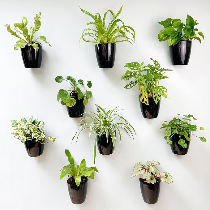 LaLaGreen Wall Planters for Indoor Plants - 10 Pack, 4 Inch Black Self Watering Pots Modern Indoor Hydroponic Vertical Live Garden Wall Mounted Hanging Plant Holder