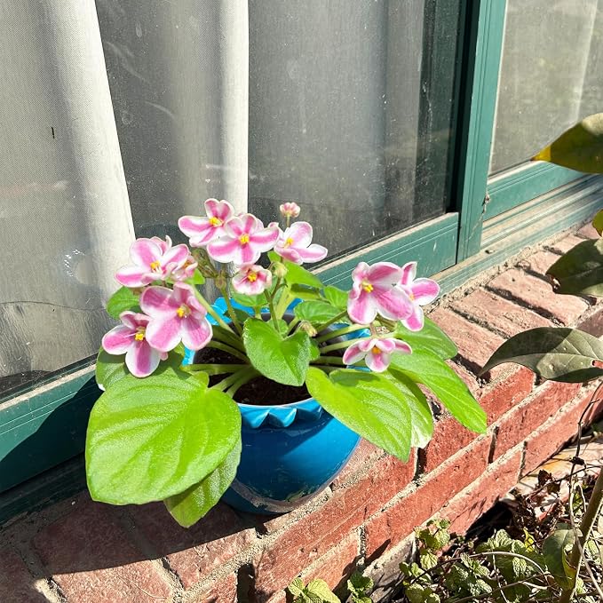 2pcs African Violet Pots, 6.5 Inch Blue Ceramic Easy Plant Self Watering Pot Ceramic Pot High Absorption Orchid Planter for Plant Enthusiasts