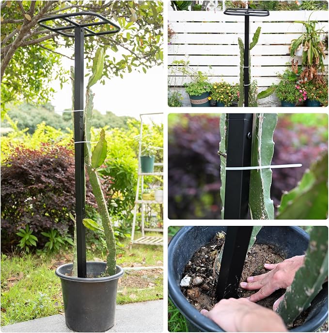 Yohsnor 2-Pack Metal Dragon Fruit Trellis - Durable Vertical Garden Support for Climbing Plants, Easy to Assemble, 12x12x50 Inches for Dragon Fruit Enthusiasts