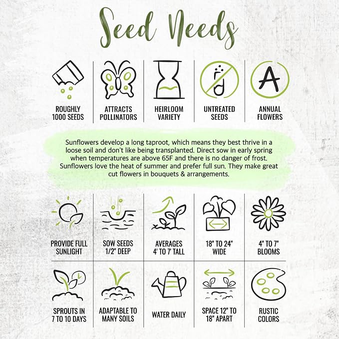 Seed Needs Sunflower Seeds to Plant Sunset Blend 1000 Seeds Bulk Pack