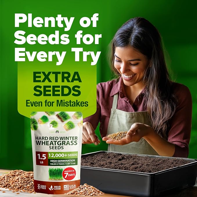 HOME GROWN Hard Red Winter Wheatgrass Seeds 12,000+ Bulk 1.5 lb Heirloom Non-GMO, Sprouting for Juicing, Healthy Smoothies, Pet Cat Grass, Microgreens, Indoor Garden (Triticum aestivum)