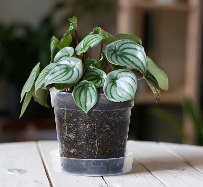 6 Inch Clear Plastic Plant Pot with Drainage Holes, Interlocking & Detachable Tray - Deep Saucer - Durable BPA-Free Plastic, Transparent Design, Raised Base for Airflow, Set of 12, 92-X-B-5