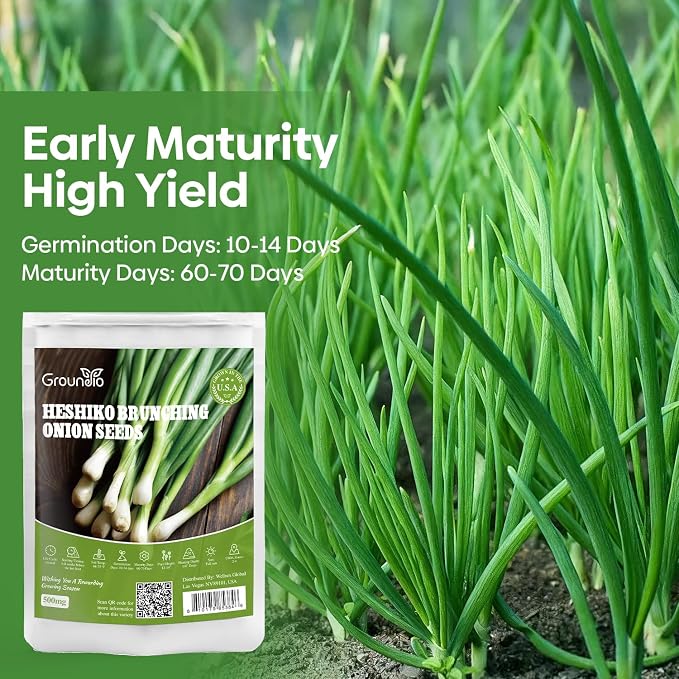Groundio 200+ Heshiko Japanese Bunching Green Onion Seeds | Non-GMO Heirloom | High Germination | Mild Scallions for Cooking (Allium fistulosum)