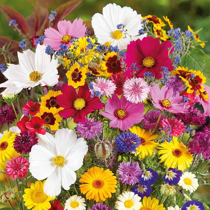 Eden Brothers Country Garden Flower Mixed Seeds for Planting, 5 lb, 2,400,000+ Seeds with Scarlet Flax, Cosmos Sensation | Attracts Pollinators, Plant in Spring or Fall, Zones 3, 4, 5, 6, 7, 8, 9, 10