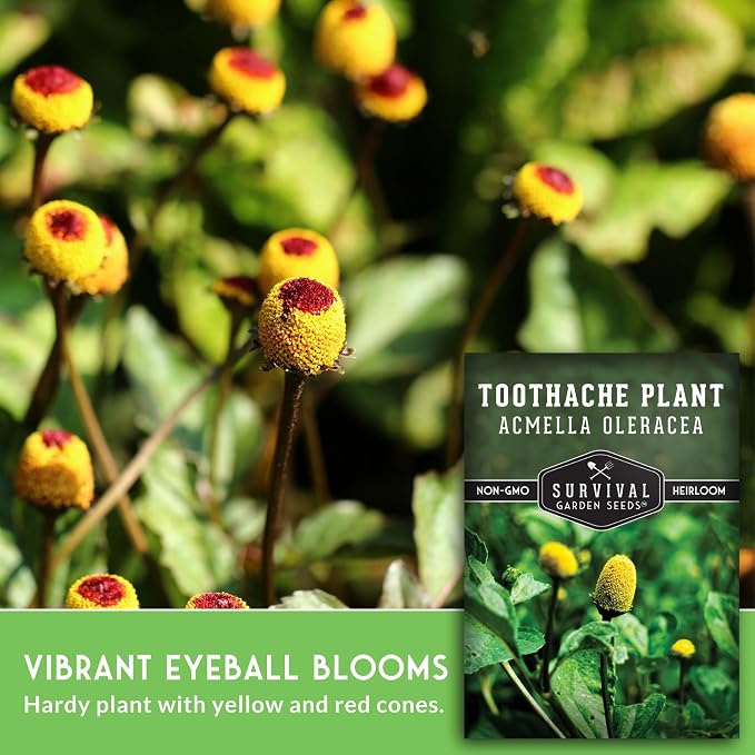 Toothache Plant Seeds for Planting - Acmella Oleracea Spilanthes Buzz Button Electric Daisy Medicinal Herb & Edible Flower - Heirloom Non-GMO Open Pollinated - Survival Garden Seeds (5 Pack)
