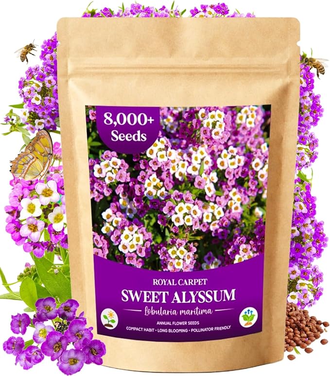 8000+ Purple Sweet Alyssum Seeds for Planting - Royal Carpet Alyssum Flower Seeds, Fragrant Ground Cover for Outdoor Gardens, Borders, Containers & Rock Gardens, Attracts Bees & Butterflies