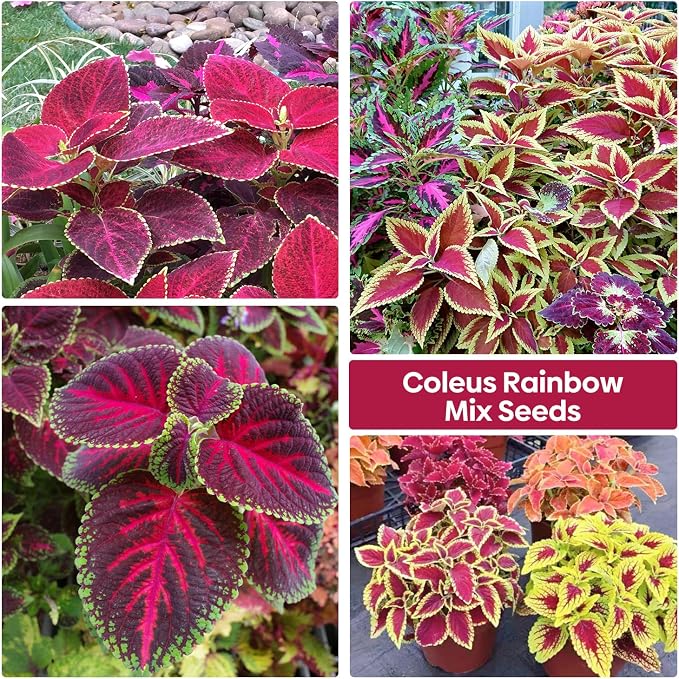 Groundio Coleus Rainbow Mix Seeds for Planting – Coleus Colorful Flower Seeds, Non-GMO Heirloom Seeds for Outdoor & Indoor Garden, Containers, Borders, Patios (Coleus scutellarioides)