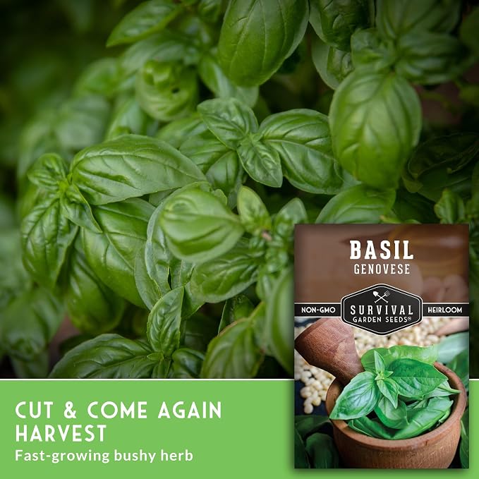 Genovese Basil Seeds for Planting – Survival Garden Seeds (2 Pack) | Sweet Italian Herb for Pesto & Culinary Dishes – High Germination Heirloom, Non-GMO Seed for Growing Indoors or Outdoors