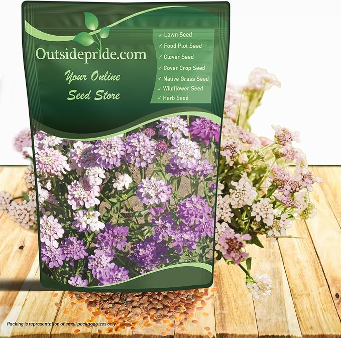 Outsidepride Wild Flower Candytuft Seeds - 1/4 lb. Annual Flower Seeds for Planting with Attractive Flowers, Easy to Grow & Drought Tolerant for Garden Ground Cover, Borders, & Edging