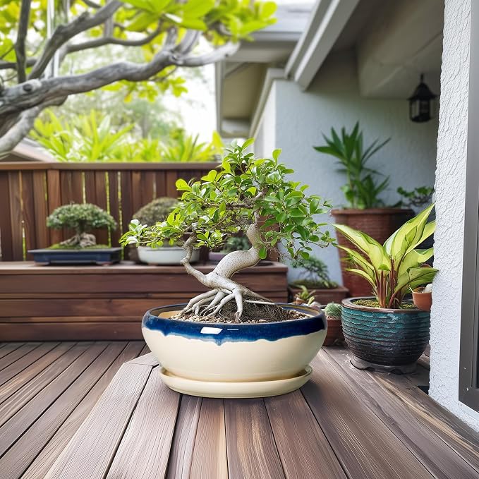 SQOWL Bonsai Tree Pots, 12 Inch Ceramic Succulent Planters, Blue-Beige | Large Bonsai Pot with Drainage Hole and Tray, Shallow Planter Indoor, Bowl Round Planter, Home Decor, Plant Lover Gifts