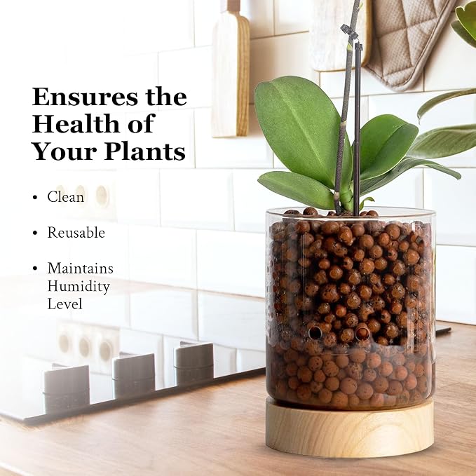 Pot & Pebble C3 Glass Orchid Pot, Wood Base - LECA Semi-Hydroponic Planter