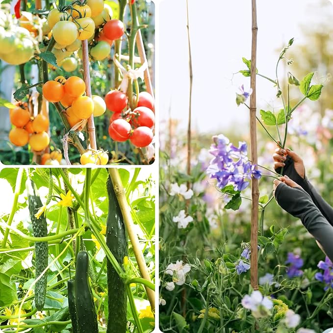 Cambaverd Bamboo Stakes 6 Feet, 50 Pack Garden Stakes, Natural Plant Stake for Tomatoes and Climbing Plant Support, Sturdy Bamboo Poles
