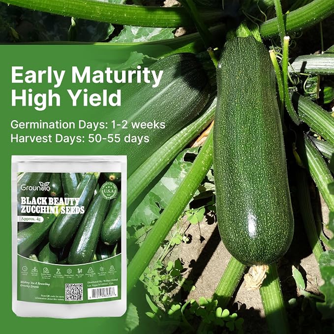 Groundio Black Beauty Zucchini Seeds 50+ Non-GMO Heirloom, High Germination Summer Squash Seeds for Planting, Dark Green Tender Fruits, High Yield Vegetable Garden Crop (Cucurbita Pepo)