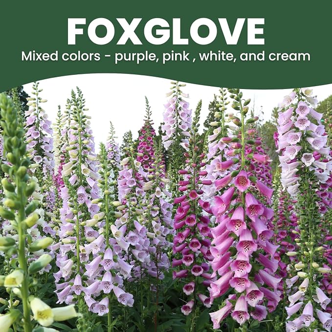 Foxglove Mixed Colors – 2,000 Seeds for Planting – 2026 Season – 1/2 Ounce Pouch