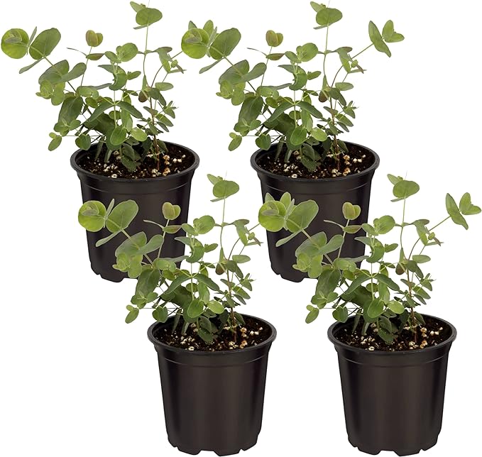 Live Herb - Eucalyptus (4 Per Pack), Aromatic and Health Enhancer, Natural Air Purifier, 10" Tall by 3" Wide