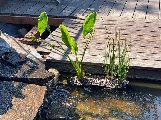 PondH2o Contour Kidney Shaped Plastic Slotted Mesh Aquatic Pond Plant Basket, 17 Inch (44cm), Value Three (3) Pack, Perfect for Lily's, Planting Pot, Baskets for Water Gardens, Aquaponics, Hydroponics