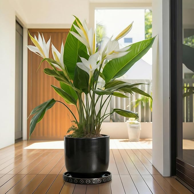 Eightpot 11.4 Inch Plant Pot Saucers, Plant Drip Trays for Indoor Outdoors, Round Ceramic Plant Saucer, Modern Plants Plates to Catch Water, Decorative Plants Dishes to Catch Water, Black