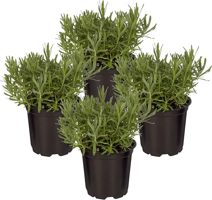 Live Herb - Lavender (4 Per Pack), Aromatic and Health Enhancer, Natural Sleep and Stress Relief, 6" Tall by 4" Wide in 1 Pint Pot