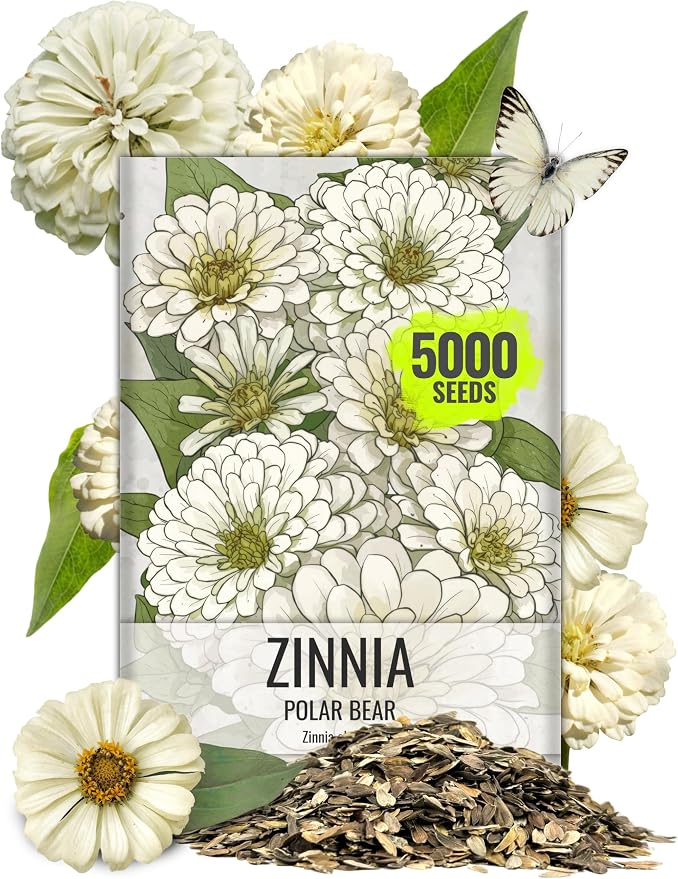 Seed Needs Zinnia Seeds Polar White Fast Blooming 5,000 Seeds Bulk Pack