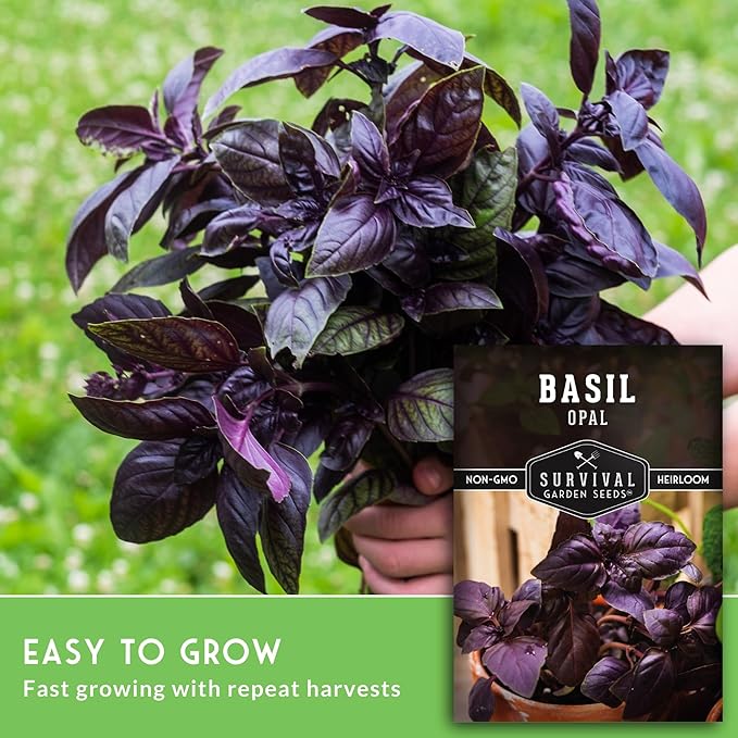Opal Basil Seeds for Planting - Survival Garden Seeds (3 Pack) | Dark Purple, Nearly Black Leaves - Unique Herb Seed Variety - Heirloom, Non-GMO Herbs for Home Gardens