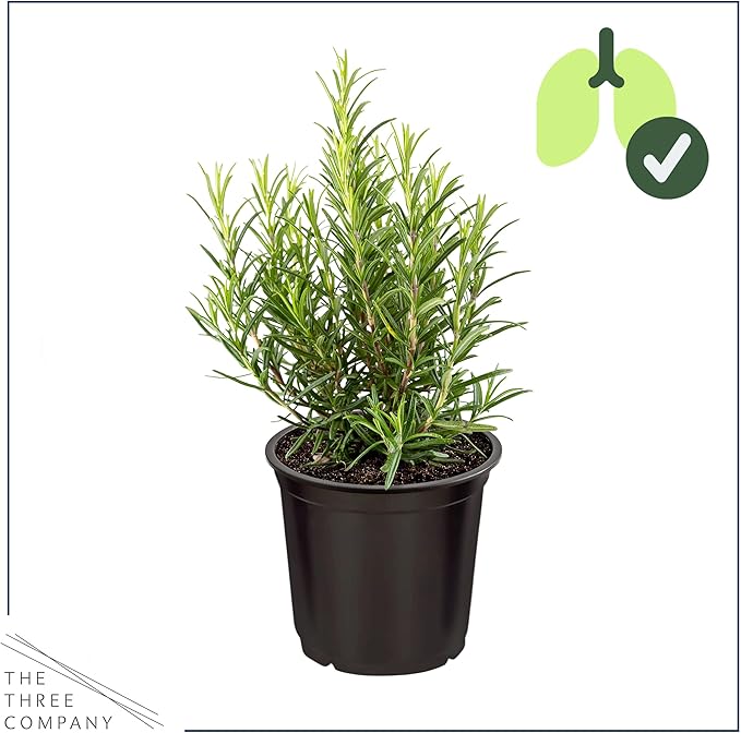 Live Herb - Rosemary (4 Per Pack), Aromatic and Health Enhancer, Naturally Improves Breathing and Air Quality, 8" Tall by 3" Wide