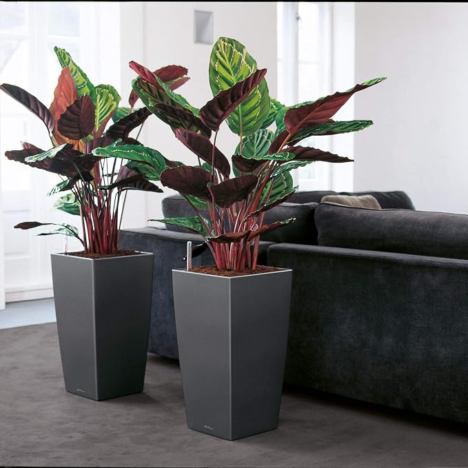 Lechuza CUBICO 40 Shiny Taupe High Gloss, Self-Watering Tall Planter, H29.5 L15.7 W15.7 in