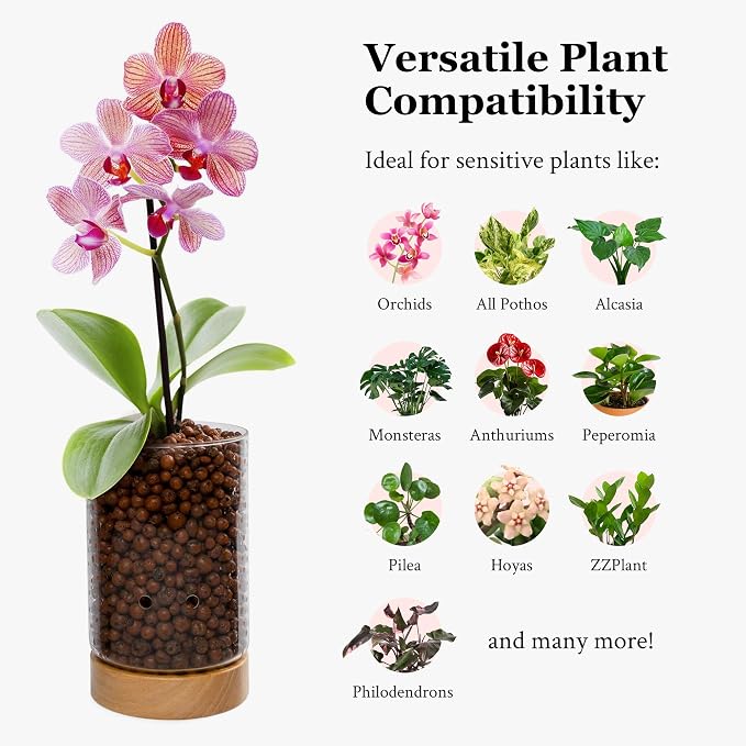 Pot & Pebble C1 Large Glass Orchid Pot, Wood Base - LECA Semi-Hydro Planter