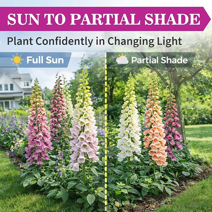 350,000+ Common Foxglove Seeds for Planting - Digitalis Purpurea Seeds, Tall Ornamental Flower Seeds for Outdoor Cottage and Pollinator Gardens