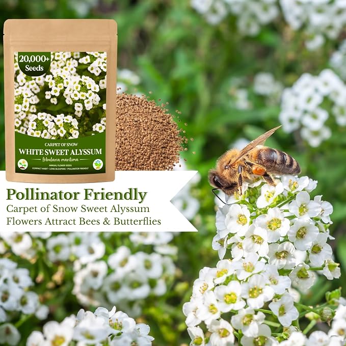 20,000+ White Sweet Alyssum Seeds for Planting - Pure White Carpet of Snow Flowers, Low-Growing Lobularia Maritima for Borders, Beds, Containers & Pollinator Gardens