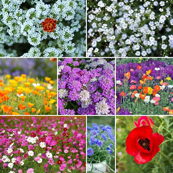 Eden Brothers Rugged Beauty Flower Mixed Seeds for Planting, 1/4 lb, 120,000+ Seeds with Cornflower Tall Blue, Candytuft | Attracts Pollinators, Plant in Spring or Fall, Zones 3, 4, 5, 6, 7, 8, 9, 10