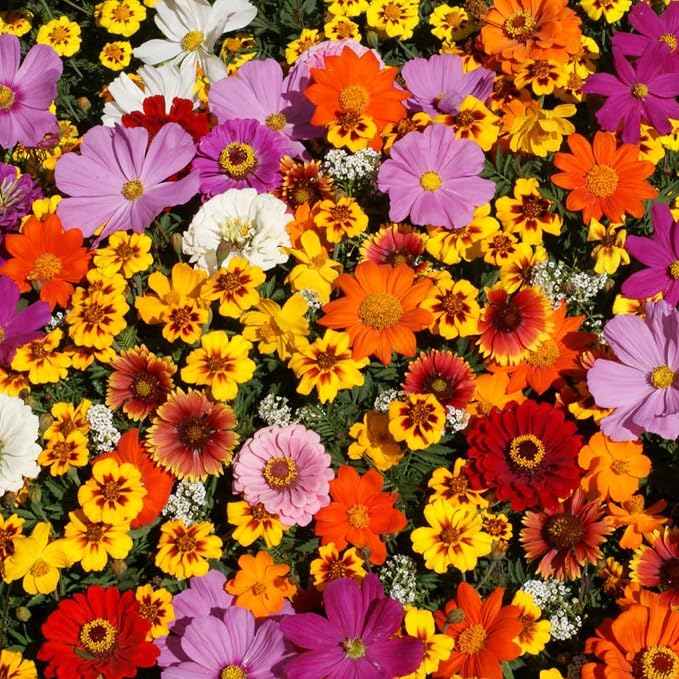 Mountain Valley Seed Co Save The Monarchs Wildflower Seed Shaker - 100,000+ | Wild Flower Seeds for Planting Beautiful Seed Shaker 13 Varieties Attract Monarch Butterflies & Pollinators Covers 250 sq ft