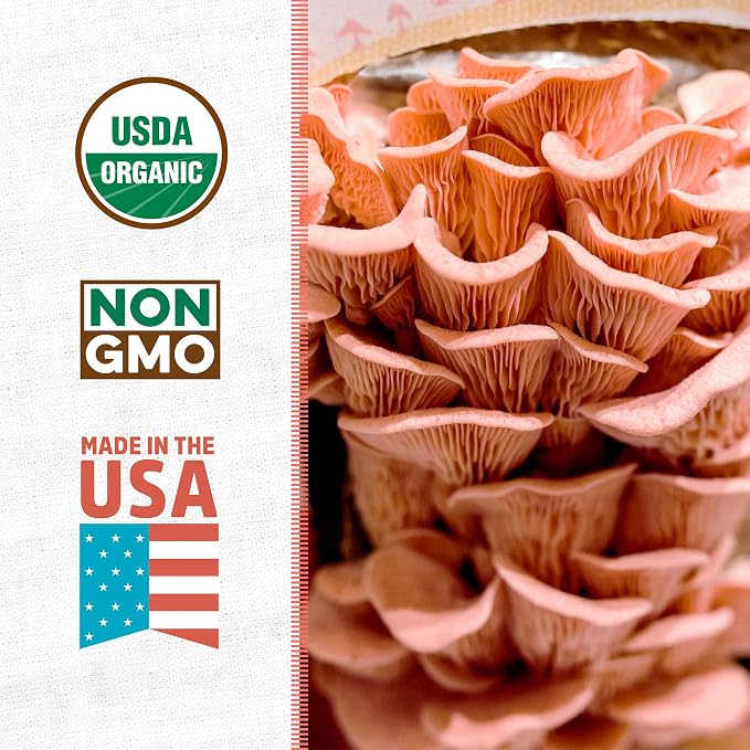 Back to the Roots Organic Pink Mushroom Grow Kit, Harvest Gourmet Mushrooms in 10 Days (Pack of 2)