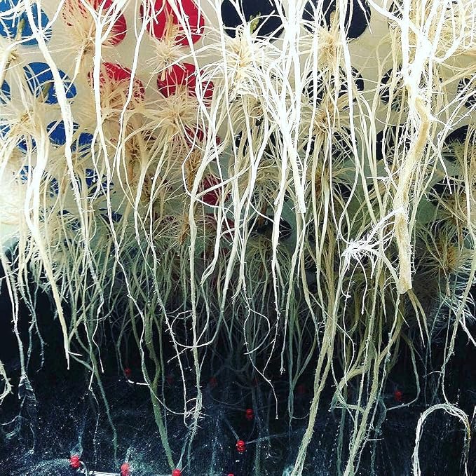 25 Site Aeroponic Cloning Machine Expect 100% Success Rates
