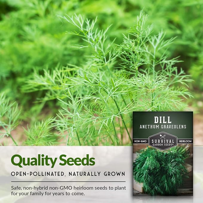 Dill Seeds for Planting – Bouquet Dill Seed to Plant for Pickling & Fresh Cooking, High Germination Non-GMO Heirloom Herb for Outdoor Growing – Survival Garden Seeds (2 Packs)