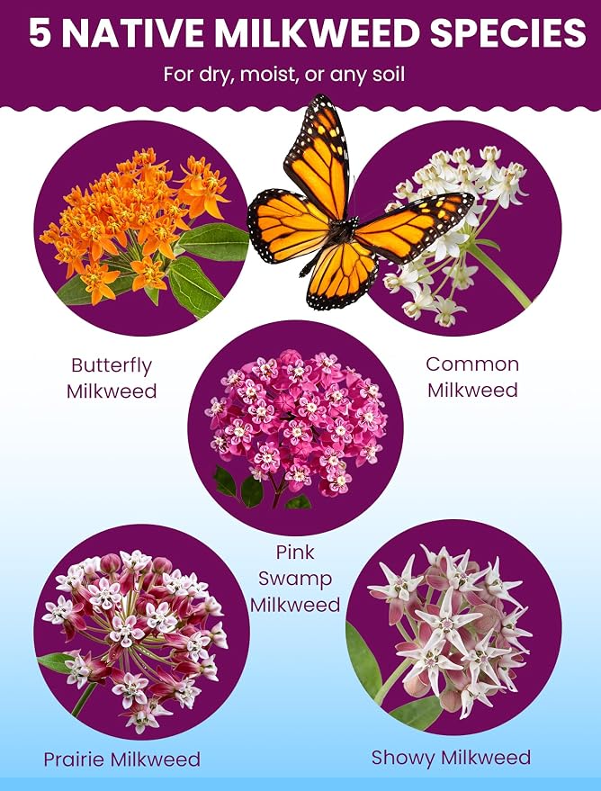 Wildflower Seeds – Monarch Cafe Milkweed Mix, 5 Heirloom Varieties 100% Native Milkweeds, 7,500+ Seeds (4oz) Covers 240-300 sq.ft., High Germination for Monarch Butterfly Garden
