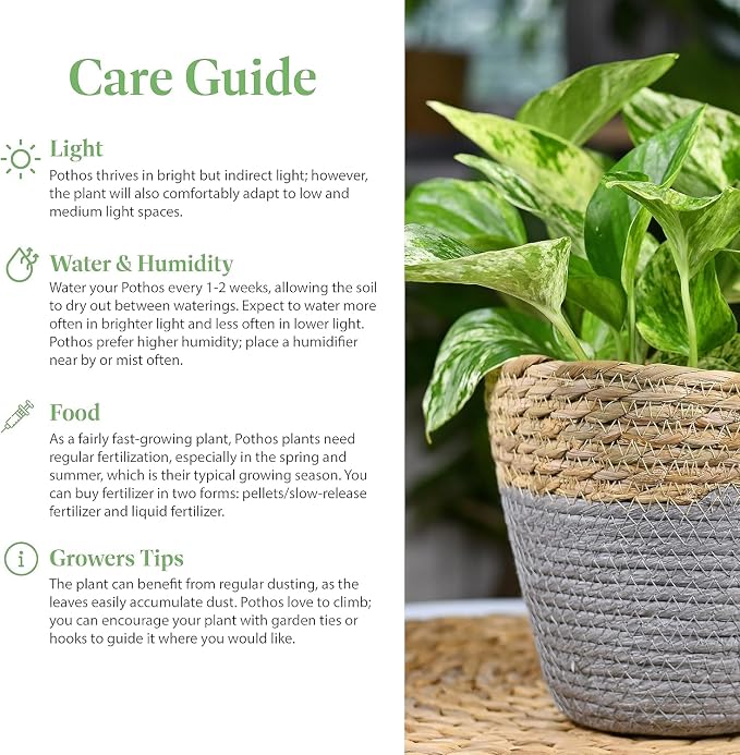 American Plant Exchange Golden Pothos 4-Inch Pot – Easy-Care Trailing Houseplant, Air-Purifying Vine for Home & Office, Low-Maintenance Indoor Plant for Hanging Baskets & Shelves