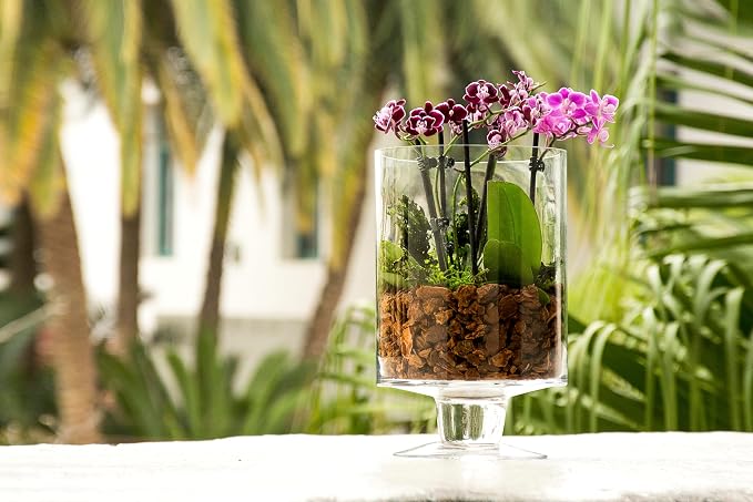 SuperMoss (90507) Orchid Potting Kit, Complete Orchid Care Set with Preserved Moss, Orchid Bark, Floral Clips and Stakes, 200 Cu. In., Reindeer Moss, Green